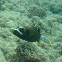 Arothron nigropunctatus