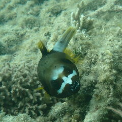 Arothron nigropunctatus