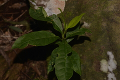 Tabernaemontana pandacaqui