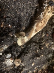 Leucocoprinus birnbaumii