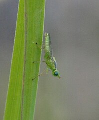 Meromyza eduardi