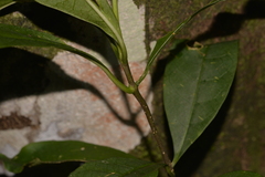 Tabernaemontana pandacaqui