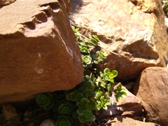 Sedum tetractinum