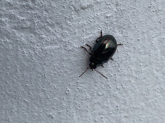 Chrysolina americana