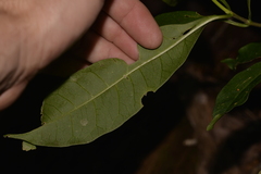 Tabernaemontana pandacaqui