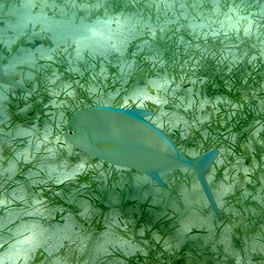 Caranx melampygus