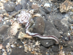 Baseodiscus hemprichii