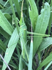 Acrida conica