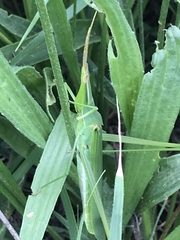 Acrida conica