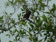 Psarocolius montezuma