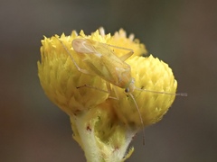 Mirinae
