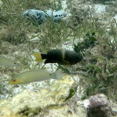 Chrysiptera biocellata