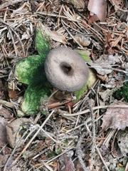 Geastrum