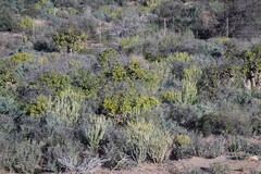 Tylecodon paniculatus