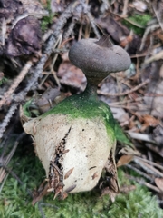 Geastrum