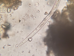 Nematoda
