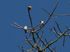 Artamus leucorynchus