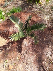Encephalartos