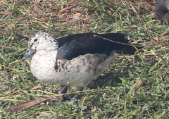 Sarkidiornis melanotos