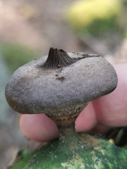 Geastrum