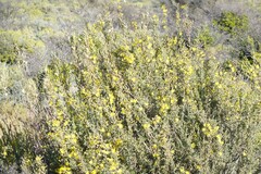 Gomphocarpus fruticosus