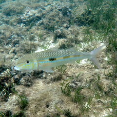 Mulloidichthys flavolineatus