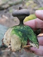 Geastrum
