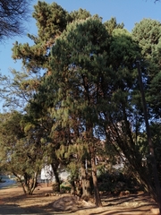 Pinus
