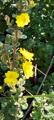 Hibbertia obtusifolia