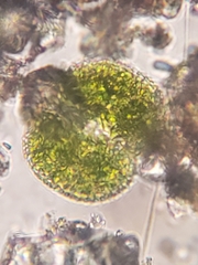 Cosmarium