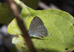 Catochrysops