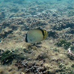 Chaetodon vagabundus