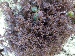 Cetraria ericetorum