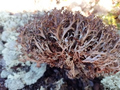 Cetraria ericetorum