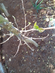 Ficus sur