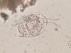 Rotifera