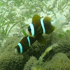 Amphiprion akindynos