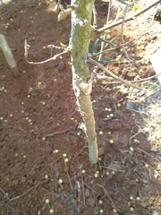 Ficus sur