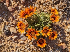 Gazania heterochaeta