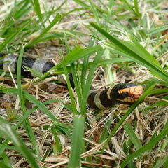 Laticauda saintgironsi