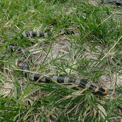 Laticauda saintgironsi