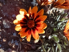 Gazania heterochaeta