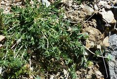 Anthyllis vulneraria vulnerarioides