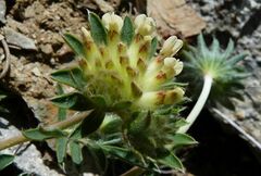 Anthyllis vulneraria vulnerarioides