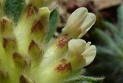 Anthyllis vulneraria vulnerarioides