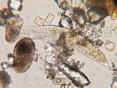 Stichotricha