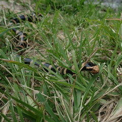 Laticauda saintgironsi