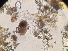 Stichotricha