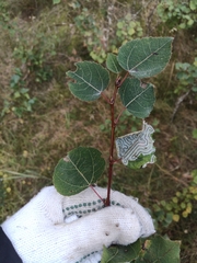 Phyllocnistis labyrinthella