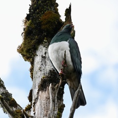 Hemiphaga novaeseelandiae novaeseelandiae
